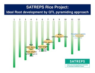 Rice Root physiology work at CIAT: Identification of ideal root system to improve water and Nitrogen uptake under stress conditions