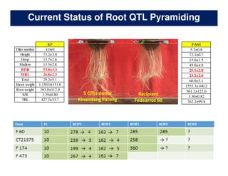 Rice Root physiology work at CIAT: Identification of ideal root system to improve water and Nitrogen uptake under stress conditions