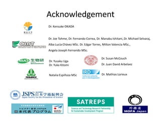 Rice Root physiology work at CIAT: Identification of ideal root system to improve water and Nitrogen uptake under stress conditions