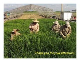 Rice Root physiology work at CIAT: Identification of ideal root system to improve water and Nitrogen uptake under stress conditions