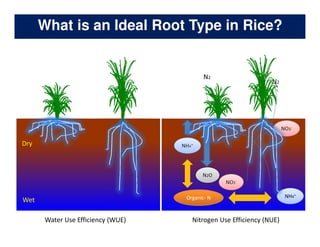 Rice Root physiology work at CIAT: Identification of ideal root system to improve water and Nitrogen uptake under stress conditions