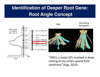 Rice Root physiology work at CIAT: Identification of ideal root system to improve water and Nitrogen uptake under stress conditions