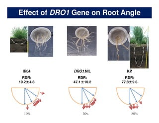 Rice Root physiology work at CIAT: Identification of ideal root system to improve water and Nitrogen uptake under stress conditions