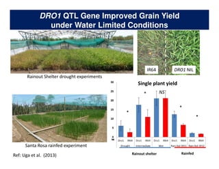 Rice Root physiology work at CIAT: Identification of ideal root system to improve water and Nitrogen uptake under stress conditions