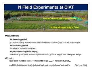Rice Root physiology work at CIAT: Identification of ideal root system to improve water and Nitrogen uptake under stress conditions