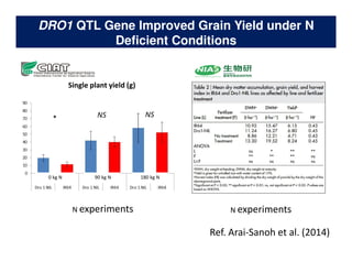 Rice Root physiology work at CIAT: Identification of ideal root system to improve water and Nitrogen uptake under stress conditions