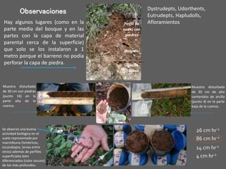 Lecho
rocoso
Bolígrafo
Perfil de
suelo con
piedras
26 cm hr-1
86 cm hr-1
14 cm hr-1
4 cm hr-1
Muestra disturbada
de 30 cm de alto
contenidos de arcilla
(punto 4) en la parte
baja de la cuenca.
Se observó una buena
actividad biológica en el
suelo representada por
macrofauna (lombrices,
escarabajos, larvas entre
otros) además de perfiles
superficiales bien
diferenciados (color oscuro)
de los más profundos.
Hay algunos lugares (como en la
parte media del bosque y en las
partes con la capa de material
parental cerca de la superficie)
que solo se los instalaron a 1
metro porque el barreno no podía
perforar la capa de piedra.
Observaciones
Muestra disturbada
de 30 cm con piedras
(punto 16) en la
parte alta de la
cuenca.
Dystrudepts, Udorthents,
Eutrudepts, Hapludolls,
Afloramientos
 