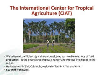 Knowledge Management in Agricultural Research in the CGIAR and CIAT: lessons learnt and Future Opportunities 
