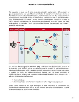 CONCEPTOS EN INMUNOLOGÍA BÁSICA
17
Por supuesto, en cada uno de estos casos de activación, proliferación y diferenciación, se
genera paralelamente una subpoblación de linfocitos de memoria. Durante mucho tiempo se
habló de una tercera categoría de linfocitos T, los llamados supresores (Ts), pero su existencia
como población diferenciada parece estar descartada. Los linfocitos TCR1 se descubrieron hace
poco. Suponen sólo el 15% de los T totales, pero no son circulantes, sino que se localizan en
ciertos epitelios (por ejemplo, los linfocitos intraepiteliales del intestino). Parece que están
especializados en reconocer ciertos patógenos (por ejemplo, micobacterias), que tienden a
entrar por las mucosas.
Las llamadas Células agresoras naturales (NK), a diferencia de otros linfocitos, carecen de
especificidad y de memoria, por lo que forman parte del sistema de inmunidad natural o
inespecífico. Representan el 15-20% de los linfocitos sanguíneos, su maduración es extratímica,
la mayoría (no todos) son linfocitos granulares grandes (LGL), con mayor proporción de
citoplasma que los linfocitos T o B, poseen mitocondrias y ribosomas libres, pero poco REr y
además, tiene dos tipos de funciones:
✓ Acción citotóxica
✓ Acción reguladora del sistema inmune a través de las citoquinas que producen
Como células citotóxicas, su papel fisiológico se está empezando a comprender sólo
recientemente: existen buenos indicios de que eliminan por inducción de apoptosis a células
propias infectadas con virus o células tumorales.
 