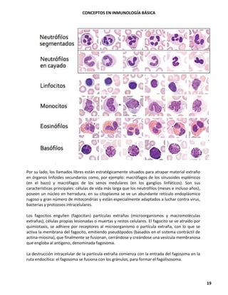 CONCEPTOS EN INMUNOLOGÍA BÁSICA
19
Por su lado, los llamados libres están estratégicamente situados para atrapar material extraño
en órganos linfoides secundarios como, por ejemplo: macrófagos de los sinusoides esplénicos
(en el bazo) y macrófagos de los senos medulares (en los ganglios linfáticos). Son sus
características principales: células de vida más larga que los neutrófilos (meses e incluso años),
poseen un núcleo en herradura, en su citoplasma se ve un abundante retículo endoplásmico
rugoso y gran número de mitocondrias y están especialmente adaptados a luchar contra virus,
bacterias y protozoos intracelulares.
Los fagocitos engullen (fagocitan) partículas extrañas (microorganismos y macromoléculas
extrañas), células propias lesionadas o muertas y restos celulares. El fagocito se ve atraído por
quimiotaxis, se adhiere por receptores al microorganismo o partícula extraña, con lo que se
activa la membrana del fagocito, emitiendo pseudópodos (basados en el sistema contráctil de
actina-miosina), que finalmente se fusionan, cerrándose y creándose una vesícula membranosa
que engloba al antígeno, denominada fagosoma.
La destrucción intracelular de la partícula extraña comienza con la entrada del fagosoma en la
ruta endocítica: el fagosoma se fusiona con los gránulos, para formar el fagolisosoma.
 