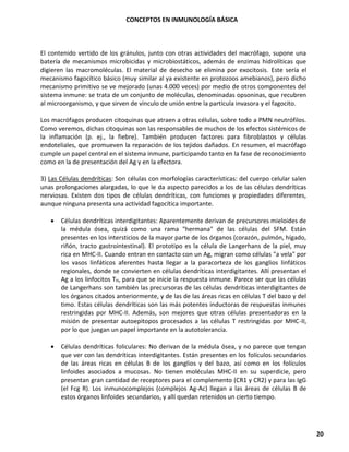 CONCEPTOS EN INMUNOLOGÍA BÁSICA
20
El contenido vertido de los gránulos, junto con otras actividades del macrófago, supone una
batería de mecanismos microbicidas y microbiostáticos, además de enzimas hidrolíticas que
digieren las macromoléculas. El material de desecho se elimina por exocitosis. Este sería el
mecanismo fagocítico básico (muy similar al ya existente en protozoos amebianos), pero dicho
mecanismo primitivo se ve mejorado (unas 4.000 veces) por medio de otros componentes del
sistema inmune: se trata de un conjunto de moléculas, denominadas opsoninas, que recubren
al microorganismo, y que sirven de vínculo de unión entre la partícula invasora y el fagocito.
Los macrófagos producen citoquinas que atraen a otras células, sobre todo a PMN neutrófilos.
Como veremos, dichas citoquinas son las responsables de muchos de los efectos sistémicos de
la inflamación (p. ej., la fiebre). También producen factores para fibroblastos y células
endoteliales, que promueven la reparación de los tejidos dañados. En resumen, el macrófago
cumple un papel central en el sistema inmune, participando tanto en la fase de reconocimiento
como en la de presentación del Ag y en la efectora.
3) Las Células dendríticas: Son células con morfologías características: del cuerpo celular salen
unas prolongaciones alargadas, lo que le da aspecto parecidos a los de las células dendríticas
nerviosas. Existen dos tipos de células dendríticas, con funciones y propiedades diferentes,
aunque ninguna presenta una actividad fagocítica importante.
• Células dendríticas interdigitantes: Aparentemente derivan de precursores mieloides de
la médula ósea, quizá como una rama "hermana" de las células del SFM. Están
presentes en los intersticios de la mayor parte de los órganos (corazón, pulmón, hígado,
riñón, tracto gastrointestinal). El prototipo es la célula de Langerhans de la piel, muy
rica en MHC-II. Cuando entran en contacto con un Ag, migran como células "a vela" por
los vasos linfáticos aferentes hasta llegar a la paracorteza de los ganglios linfáticos
regionales, donde se convierten en células dendríticas interdigitantes. Allí presentan el
Ag a los linfocitos TH, para que se inicie la respuesta inmune. Parece ser que las células
de Langerhans son también las precursoras de las células dendríticas interdigitantes de
los órganos citados anteriormente, y de las de las áreas ricas en células T del bazo y del
timo. Estas células dendríticas son las más potentes inductoras de respuestas inmunes
restringidas por MHC-II. Además, son mejores que otras células presentadoras en la
misión de presentar autoepitopos procesados a las células T restringidas por MHC-II,
por lo que juegan un papel importante en la autotolerancia.
• Células dendríticas foliculares: No derivan de la médula ósea, y no parece que tengan
que ver con las dendríticas interdigitantes. Están presentes en los folículos secundarios
de las áreas ricas en células B de los ganglios y del bazo, así como en los folículos
linfoides asociados a mucosas. No tienen moléculas MHC-II en su superdicie, pero
presentan gran cantidad de receptores para el complemento (CR1 y CR2) y para las IgG
(el Fcg R). Los inmunocomplejos (complejos Ag-Ac) llegan a las áreas de células B de
estos órganos linfoides secundarios, y allí quedan retenidos un cierto tiempo.
 