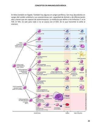 CONCEPTOS EN INMUNOLOGÍA BÁSICA
22
En fetos también en hígado. También hay algunas en sangre periférica. Son muy abundantes en
sangre del cordón umbilical y sus características son: capacidad de división y de diferenciación
alta y tienen que ser capaces de autorrenovarse. La molécula que define a los linfocitos T, es la
TCR. El TCR, no vale para nada si no se asocia con el CD3. (Es lo que transmite la señal al
interior).
 