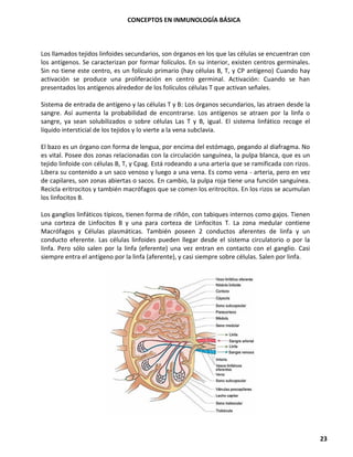 CONCEPTOS EN INMUNOLOGÍA BÁSICA
23
Los llamados tejidos linfoides secundarios, son órganos en los que las células se encuentran con
los antígenos. Se caracterizan por formar folículos. En su interior, existen centros germinales.
Sin no tiene este centro, es un folículo primario (hay células B, T, y CP antígeno) Cuando hay
activación se produce una proliferación en centro germinal. Activación: Cuando se han
presentados los antígenos alrededor de los folículos células T que activan señales.
Sistema de entrada de antígeno y las células T y B: Los órganos secundarios, las atraen desde la
sangre. Así aumenta la probabilidad de encontrarse. Los antígenos se atraen por la linfa o
sangre, ya sean solubilizados o sobre células Las T y B, igual. El sistema linfático recoge el
líquido intersticial de los tejidos y lo vierte a la vena subclavia.
El bazo es un órgano con forma de lengua, por encima del estómago, pegando al diafragma. No
es vital. Posee dos zonas relacionadas con la circulación sanguínea, la pulpa blanca, que es un
tejido linfoide con células B, T, y Cpag. Está rodeando a una arteria que se ramificada con rizos.
Libera su contenido a un saco venoso y luego a una vena. Es como vena - arteria, pero en vez
de capilares, son zonas abiertas o sacos. En cambio, la pulpa roja tiene una función sanguínea.
Recicla eritrocitos y también macrófagos que se comen los eritrocitos. En los rizos se acumulan
los linfocitos B.
Los ganglios linfáticos típicos, tienen forma de riñón, con tabiques internos como gajos. Tienen
una corteza de Linfocitos B y una para corteza de Linfocitos T. La zona medular contiene
Macrófagos y Células plasmáticas. También poseen 2 conductos aferentes de linfa y un
conducto eferente. Las células linfoides pueden llegar desde el sistema circulatorio o por la
linfa. Pero sólo salen por la linfa (eferente) una vez entran en contacto con el ganglio. Casi
siempre entra el antígeno por la linfa (aferente), y casi siempre sobre células. Salen por linfa.
 