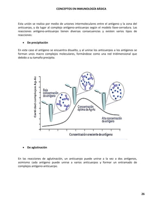 CONCEPTOS EN INMUNOLOGÍA BÁSICA
26
Esta unión se realiza por medio de uniones intermoleculares entre el antígeno y la zona del
anticuerpo, y da lugar al complejo antígeno-anticuerpo según el modelo llave-cerradura. Las
reacciones antígeno-anticuerpo tienen diversas consecuencias y existen varios tipos de
reacciones:
• De precipitación
En este caso el antígeno se encuentra disuelto, y al unirse los anticuerpos a los antígenos se
forman unos macro complejos moleculares, formándose como una red tridimensional que
debido a su tamaño precipita.
• De aglutinación
En las reacciones de aglutinación, un anticuerpo puede unirse a la vez a dos antígenos,
asimismo cada antígeno puede unirse a varios anticuerpos y formar un entramado de
complejos antígeno-anticuerpo.
 