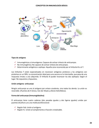 CONCEPTOS EN INMUNOLOGÍA BÁSICA
28
Tipos de antígeno
✓ Inmunogénicos o inmunógenos: Capaces de activar síntesis de anticuerpos.
✓ No inmunogénico; No capaces de activar síntesis de anticuerpos.
✓ Determinante antigénico o epítopo: Aquella zona reconocida por el linfocito B o el T.
Los linfocitos T están especializados en reconocer antígenos proteicos y los antígenos son
proteínas en un 99%. La concentración ideal para una vacuna es la intermedia, que pasa de una
respuesta innata a una adquirida. El linfocito B puede reconocer los dos epítopos: Según el
lugar: No expuestos y Expuestos.
Unión antígeno- anticuerpo
Ningún anticuerpo se une al antígeno por enlace covalente, sino todos los demás. La unión es
reversible. (Puentes de H iónico, Van der Waals y efecto hidrofóbico).
Forma del anticuerpo (Inmunoglobulina)
El anticuerpo tiene cuatro cadenas (dos pesadas iguales y dos ligeras iguales) unidas por
puentes disulfuro y es una molécula bifuncional:
✓ Región Fab: Unión al antígeno
✓ Región Fc: Unión al complemento o fracción cristalizable.
 