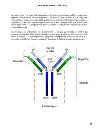 CONCEPTOS EN INMUNOLOGÍA BÁSICA
29
La cadena ligera es la mitad de la pesada y tiene dominios, constantes y variables. Encontramos
regiones constantes en la inmunoglobulina, variables e hipervariables = CDR (regiones
determinantes de complementariedad), que reconocen el antígeno. En la zona hipervariable el
antígeno no se va a unir superficialmente, sino que se va a disponer en los huecos que estas
zonas dejan entre sí. El antígeno debe tener la forma y la composición adecuada para que el
encaje sea perfecto.
Las moléculas de anticuerpos son glucoproteínas a las que se ha dado el nombre de
inmunoglobulinas (Ig). El término inmunoglobulina se aplica a todos los BCR (receptor de la
célula B) solubles. Las inmunoglobulinas reflejan la heterogeneidad estructural de los BCR y,
por tanto, se dividen en 5 clases, con base en la cantidad de cadenas pesadas que presentan.
 