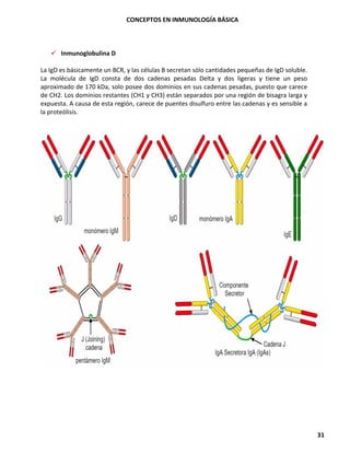 CONCEPTOS EN INMUNOLOGÍA BÁSICA
31
✓ Inmunoglobulina D
La IgD es básicamente un BCR, y las células B secretan sólo cantidades pequeñas de IgD soluble.
La molécula de IgD consta de dos cadenas pesadas Delta y dos ligeras y tiene un peso
aproximado de 170 kDa, solo posee dos dominios en sus cadenas pesadas, puesto que carece
de CH2. Los dominios restantes (CH1 y CH3) están separados por una región de bisagra larga y
expuesta. A causa de esta región, carece de puentes disulfuro entre las cadenas y es sensible a
la proteólisis.
 