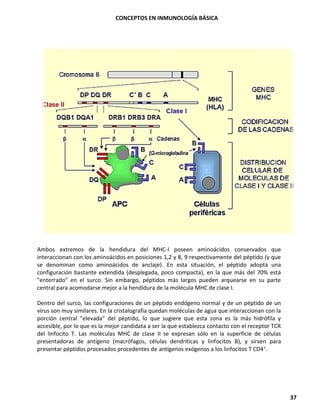 CONCEPTOS EN INMUNOLOGÍA BÁSICA
37
Ambos extremos de la hendidura del MHC-I poseen aminoácidos conservados que
interaccionan con los aminoácidos en posiciones 1,2 y 8, 9 respectivamente del péptido (y que
se denominan como aminoácidos de anclaje). En esta situación, el péptido adopta una
configuración bastante extendida (desplegada, poco compacta), en la que más del 70% está
"enterrado" en el surco. Sin embargo, péptidos más largos pueden arquearse en su parte
central para acomodarse mejor a la hendidura de la molécula MHC de clase I.
Dentro del surco, las configuraciones de un péptido endógeno normal y de un péptido de un
virus son muy similares. En la cristalografía quedan moléculas de agua que interaccionan con la
porción central "elevada" del péptido, lo que sugiere que esta zona es la más hidrófila y
accesible, por lo que es la mejor candidata a ser la que establezca contacto con el receptor TCR
del linfocito T. Las moléculas MHC de clase II se expresan sólo en la superficie de células
presentadoras de antígeno (macrófagos, células dendríticas y linfocitos B), y sirven para
presentar péptidos procesados procedentes de antígenos exógenos a los linfocitos T CD4+.
 