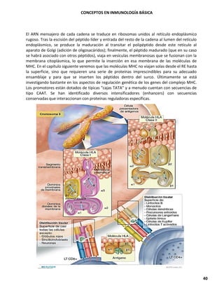 CONCEPTOS EN INMUNOLOGÍA BÁSICA
40
El ARN mensajero de cada cadena se traduce en ribosomas unidos al retículo endoplásmico
rugoso. Tras la escisión del péptido líder y entrada del resto de la cadena al lumen del retículo
endoplásmico, se produce la maduración al transitar el polipéptido desde este retículo al
aparato de Golgi (adición de oligosacáridos); finalmente, el péptido madurado (que en su caso
se habrá asociado con otros péptidos), viaja en vesículas membranosas que se fusionan con la
membrana citoplásmica, lo que permite la inserción en esa membrana de las moléculas de
MHC. En el capítulo siguiente veremos que las moléculas MHC no viajan solas desde el RE hasta
la superficie, sino que requieren una serie de proteínas imprescindibles para su adecuado
ensamblaje y para que se inserten los péptidos dentro del surco. Últimamente se está
investigando bastante en los aspectos de regulación genética de los genes del complejo MHC.
Los promotores están dotados de típicas "cajas TATA" y a menudo cuentan con secuencias de
tipo CAAT. Se han identificado diversos intensificadores (enhancers) con secuencias
conservadas que interaccionan con proteínas reguladoras específicas.
 