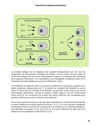 CONCEPTOS EN INMUNOLOGÍA BÁSICA
46
La actividad biológica de las citoquinas está regulada fisiológicamente por dos tipos de
antagonistas: los que provocan el bloqueo del receptor al unirse a éste y los que inhiben la
acción de la citoquina al unirse a ésta. Desempeñan un papel en la regulación de la intensidad
de la respuesta inflamatoria. En la actualidad se está investigando su potencial clínico en el
tratamiento de enfermedades que cursan con inflamación crónica.
Los inhibidores de citoquinas suelen ser versiones solubles de los respectivos receptores (y se
suelen denominar anteponiendo una "s" al nombre del receptor) Este inhibidor se usa de
hecho en clínica como un marcador de la existencia de activación crónica (caso, p. ej., de las
enfermedades autoinmunes, rechazo de injertos y SIDA). Algunos virus han evolucionado
(como parte de sus mecanismos de evasión del sistema defensivo del hospedador) para
producir proteínas que se unen e inactivan a las citoquinas.
En los años recientes está cada vez más claro que el resultado de la respuesta inmune depende
en buena medida de los niveles relativos de células T H1 y T H2: en una respuesta a patógenos
intracelulares existe un aumento de citoquinas de TH1, mientras que en respuestas alérgicas y
ante helmintos es superior el nivel de las de TH2. Un punto importante en todo esto es la
existencia de una regulación cruzada entre TH1 y TH2.
 