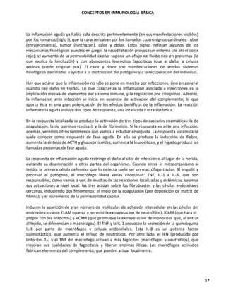 CONCEPTOS EN INMUNOLOGÍA BÁSICA
57
La inflamación aguda ya había sido descrita pertinentemente (en sus manifestaciones visibles)
por los romanos (siglo I), que la caracterizaban por los llamados cuatro signos cardinales: rubor
(enrojecimiento), tumor (hinchazón), calor y dolor. Estos signos reflejan algunos de los
mecanismos fisiológicos puestos en juego: la vasodilatación provoca un eritema (de ahí el color
rojo); el aumento de la permeabilidad capilar supone un aflujo de fluido rico en proteínas (lo
que explica la hinchazón) y con abundantes leucocitos fagocíticos (que al dañar a células
vecinas puede originar pus). El calor y dolor son manifestaciones de sendos sistemas
fisiológicos destinados a ayudar a la destrucción del patógeno y a la recuperación del individuo.
Hay que aclarar que la inflamación no sólo se pone en marcha por infecciones, sino en general
cuando hay daño en tejidos. Lo que caracteriza la inflamación asociada a infecciones es la
implicación masiva de elementos del sistema inmune, y la regulación por citoquinas. Además,
la inflamación ante infección se inicia en ausencia de activación del complemento; lo que
aporta ésta es una gran potenciación de los efectos benéficos de la inflamación. La reacción
inflamatoria aguda incluye dos tipos de respuesta, una localizada y otra sistémica.
En la respuesta localizada se produce la activación de tres tipos de cascadas enzimáticas: la de
coagulación, la de quininas (cininas), y la de fibrinolisis. Si la respuesta es ante una infección,
además, veremos otros fenómenos que vamos a estudiar enseguida. La respuesta sistémica se
suele conocer como respuesta de fase aguda. En ella se produce la inducción de fiebre,
aumenta la síntesis de ACTH y glucocorticoides, aumenta la leucocitosis, y el hígado produce las
llamadas proteínas de fase aguda.
La respuesta de inflamación aguda restringe el daño al sitio de infección o al lugar de la herida,
evitando su diseminación a otras partes del organismo. Cuando entra el microorganismo al
tejido, la primera célula defensiva que lo detecta suele ser un macrófago tisular. Al engullir y
procesar al patógeno, el macrófago libera varias citoquinas: TNF, IL-1 e IL-6, que son
responsables, como vamos a ver, de muchas de las reacciones localizadas y sistémicas. Veamos
sus actuaciones a nivel local: las tres actúan sobre los fibroblastos y las células endoteliales
cercanas, induciendo dos fenómenos: el inicio de la coagulación (por deposición de matriz de
fibrina), y el incremento de la permeabilidad capilar.
Inducen la aparición de gran número de moléculas de adhesión intercelular en las células del
endotelio cercano: ELAM (que va a permitir la extravasación de neutrófilos), ICAM (que hará lo
propio con los linfocitos) y VCAM (que promueve la extravasación de monocitos que, al entrar
al tejido, se diferencian a macrófagos). El TNF y la IL-1 provocan la secreción de la quimioquina
IL-8 por parte de macrófagos y células endoteliales. Esta IL-8 es un potente factor
quimiotáctico, que aumenta el influjo de neutrófilos. Por otro lado, el IFN (producido por
linfocitos TH) y el TNF del macrófago activan a más fagocitos (macrófagos y neutrófilos), que
mejoran sus cualidades de fagocitosis y liberan enzimas líticas. Los macrófagos activados
fabrican elementos del complemento, que pueden actuar localmente.
 