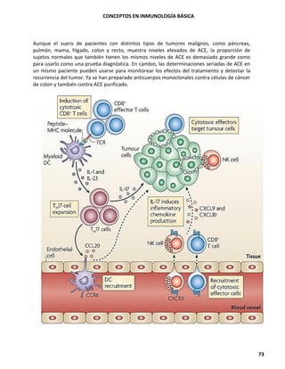 CONCEPTOS EN INMUNOLOGÍA BÁSICA
73
Aunque el suero de pacientes con distintos tipos de tumores malignos, como páncreas,
pulmón, mama, hígado, colon y recto, muestra niveles elevados de ACE, la proporción de
sujetos normales que también tienen los mismos niveles de ACE es demasiado grande como
para usarlo como una prueba diagnóstica. En cambio, las determinaciones seriadas de ACE en
un mismo paciente pueden usarse para monitorear los efectos del tratamiento y detectar la
recurrencia del tumor. Ya se han preparado anticuerpos monoclonales contra células de cáncer
de colon y también contra ACE purificado.
 