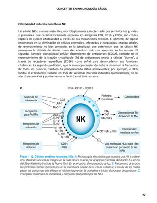 CONCEPTOS EN INMUNOLOGÍA BÁSICA
77
Citotoxicidad inducida por células NK
Las células NK o asesinas naturales, morfológicamente caracterizadas por ser linfocitos grandes
y granulares, que característicamente expresan los antígenos CD2, CD16 y CD56, son células
capaces de ejercer citotoxicidad a través de dos mecanismos distintos. El primero, de capital
importancia en la eliminación de células anormales, infectadas o neoplásicas, implica señales
de reconocimiento no bien conocidas en la actualidad, que determinan que las células NK
provoquen la citólisis de células tumorales e incluso induzcan apoptosis en las mismas. El
segundo, llamado citotoxicidad celular dependiente de anticuerpos (CCDA), consiste en el
reconocimiento de la fracción cristalizable (Fc) de anticuerpos unidos a células "blanco", a
través de receptores específicos (CD16), como señal para desencadenar sus funciones
citotóxicas. La segunda predicción, que la inmunopotenciación debería disminuir la frecuencia
de todos los tumores, también ha proporcionado datos ambivalentes; por ejemplo, el BCG
inhibió el crecimiento tumoral en 45% de sarcomas murinos inducidos químicamente, no lo
afectó en otro 45% y posiblemente lo facilitó en el 10% restante.
 