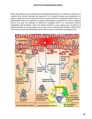 CONCEPTOS EN INMUNOLOGÍA BÁSICA
85
Estos sitios codifican series alelomorfas de antígenos localizados en la membrana celular de la
mayoría de las células nucleadas del organismo. En la especie humana cuya reproducción es
abierta y dado que la forma de herencia de los genes del CPH es autosómica codominante, la
probabilidad de que dos individuos no gemelos homocigotos compartan los mismos antígenos
HLA es casi nula; sin embargo, la dotación de antígenos HLA en un cromosoma paterno
(haplotipo) suele heredarse como una unidad completa, lo que asegura que, en general, el
producto hereda de sus dos padres una de sólo cuatro combinaciones posibles y cada uno de
sus hermanos tiene 1/4 posibilidades de heredar la misma combinación de antígenos HLA.
 