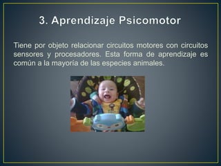 Tiene por objeto relacionar circuitos motores con circuitos
sensores y procesadores. Esta forma de aprendizaje es
común a la mayoría de las especies animales.
 
