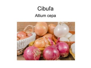 Cibuľa
Allium cepa
 