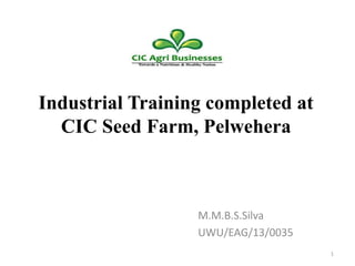 Industrial Training completed at
CIC Seed Farm, Pelwehera
M.M.B.S.Silva
UWU/EAG/13/0035
1
 