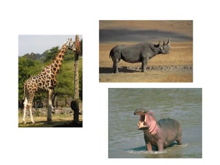 Mammalia | PPT
