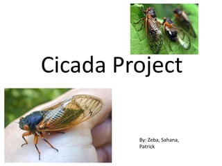 Cicada Project

         By: Zeba, Sahana,
         Patrick
 