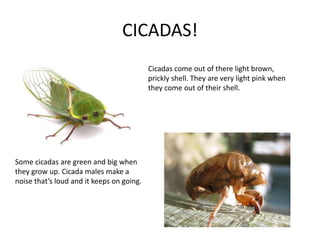 CICADAS!
Some cicadas are green and big when
they grow up. Cicada males make a
noise that’s loud and it keeps on going.
Cicadas come out of there light brown,
prickly shell. They are very light pink when
they come out of their shell.
 