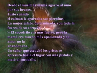 Desde el muelle la mamá agarró al niño
por sus brazos.
Justo cuando
el caimán le agarraba sus piernitas.
La mujer jalaba determinada, con toda la
fuerza de su corazón.
> El cocodrilo era más fuerte, pero la
mamá era mucho más apasionada y su
amor no la
abandonaba.
Un señor que escuchó los gritos se
apresuró hacia el lugar con una pistola y
mató al cocodrilo.
 
