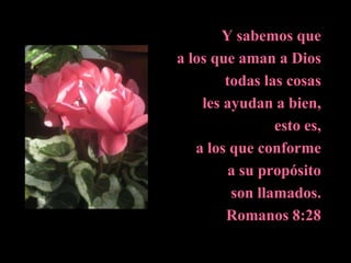 Y sabemos que a los que aman a Dios todas las cosas les ayudan a bien, esto es, a los que conforme a su propósito son llamados.Romanos 8:28 