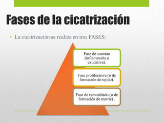 Fases de la cicatrización
• La cicatrización se realiza en tres FASES:
Fase de sustrato
(inflamatoria o
exudativa).
Fase proliferativa (o de
formación de tejido).
Fase de remodelado (o de
formación de matriz) .
 