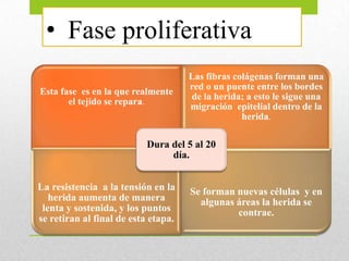 • Fase proliferativa
Esta fase es en la que realmente
el tejido se repara.
Las fibras colágenas forman una
red o un puente entre los bordes
de la herida; a esto le sigue una
migración epitelial dentro de la
herida.
La resistencia a la tensión en la
herida aumenta de manera
lenta y sostenida, y los puntos
se retiran al final de esta etapa.
Se forman nuevas células y en
algunas áreas la herida se
contrae.
Dura del 5 al 20
día.
 
