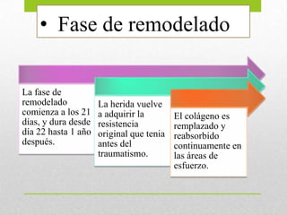 • Fase de remodelado
La fase de
remodelado
comienza a los 21
días, y dura desde
día 22 hasta 1 año
después.
La herida vuelve
a adquirir la
resistencia
original que tenia
antes del
traumatismo.
El colágeno es
remplazado y
reabsorbido
continuamente en
las áreas de
esfuerzo.
 