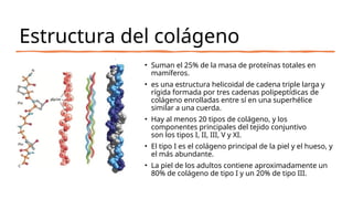 fases de Cicatrización fisiologia y fisiopatologia .pptx