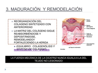 3. MADURACIÓN Y REMODELACIÓN
 REORGANIZACIÓN DEL
COLÁGENO SINTETIZADO CON
ANTERIORIDAD
 LA MATRIZ DEL COLÁGENO SIGUE
REABSORBIÉNDOSE Y
DEPOSITÁNDOSE,
REMODELANDOY
FORTALECIENDO LA HERIDA
 EQUILIBRIO: COLAGENÓLISIS Y
SÍNTESIS DE COLÁGENO.REMODELACIÓN  6 – 12 MESES
LA FUERZA MECÁNICA DE LA CICATRIZ NUNCA IGUALA A LA DEL
TEJIDO NO LESIONADO
 