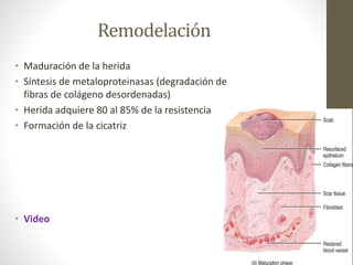 cicatrizaci-n-en-cavidad-bucal-pptx