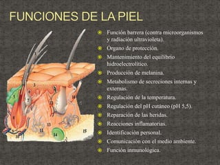  Función barrera (contra microorganismos
y radiación ultravioleta).
 Órgano de protección.
 Mantenimiento del equilibrio
hidroelectrolítico.
 Producción de melanina.
 Metabolismo de secreciones internas y
externas.
 Regulación de la temperatura.
 Regulación del pH cutáneo (pH 5,5).
 Reparación de las heridas.
 Reacciones inflamatorias.
 Identificación personal.
 Comunicación con el medio ambiente.
 Función inmunológica.
 