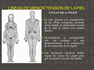 LÍNEAS DE LANGER
 La piel, gracias a la organización
de las fibras colágenas, presenta
zonas donde la elasticidad normal
de la piel se ejerce con menos
fuerza.
 Normalmente se corresponden
con las arrugas y son
perpendiculares a la contracción
de los músculos de la región.
 Las incisiones electivas deben
seguir las Líneas de Langer para
que la cicatriz sea más favorable.
 