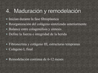  Inician durante la fase fibroplastica
 Reorganización del colágeno sintetizado anteriormente
 Balance entre colagenólisis y síntesis
 Define la fuerza e integridad de la herida
 Fibronectina y colágeno III, estructuras tempranas
 Colágeno I, final
 Remodelación continua de 6-12 meses
 