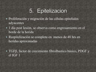  Proliferación y migración de las células epiteliales
adyacentes
 1 día post lesión, se observa como engrosamiento en el
borde de la herida
 Reepitelización se completa en menos de 48 hrs en
heridas aproximadas
 TGFβ, factor de crecimiento fibrolbastico básico, PDGF y
el IGF 1
 