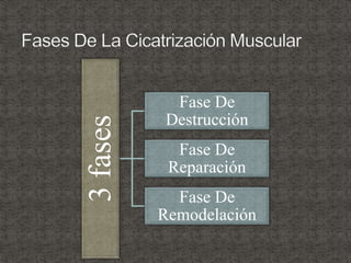 3fases Fase De
Destrucción
Fase De
Reparación
Fase De
Remodelación
 
