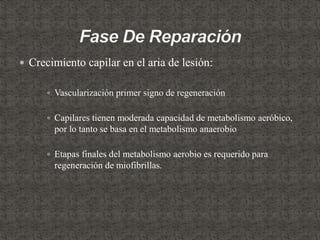  Crecimiento capilar en el aria de lesión:
 Vascularización primer signo de regeneración
 Capilares tienen moderada capacidad de metabolismo aeróbico,
por lo tanto se basa en el metabolismo anaerobio
 Etapas finales del metabolismo aerobio es requerido para
regeneración de miofibrillas.
 