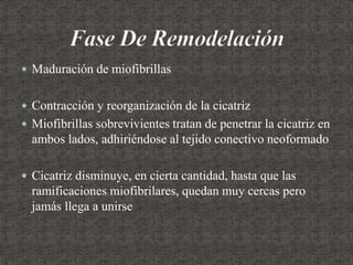  Maduración de miofibrillas
 Contracción y reorganización de la cicatriz
 Miofibrillas sobrevivientes tratan de penetrar la cicatriz en
ambos lados, adhiriéndose al tejido conectivo neoformado
 Cicatriz disminuye, en cierta cantidad, hasta que las
ramificaciones miofibrilares, quedan muy cercas pero
jamás llega a unirse
 