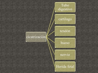 cicatrización
Tubo
digestivo
cartílago
tendón
hueso
nervio
Herida fetal
 